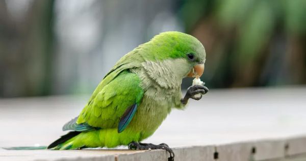 Uruguay approves mass culling of parakeets to save crops