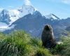 Fur seal in front of Mount Sugartop, South Georgia and South Sandwich Islands. Credit - Vicki Foster Insta @vicki.foster