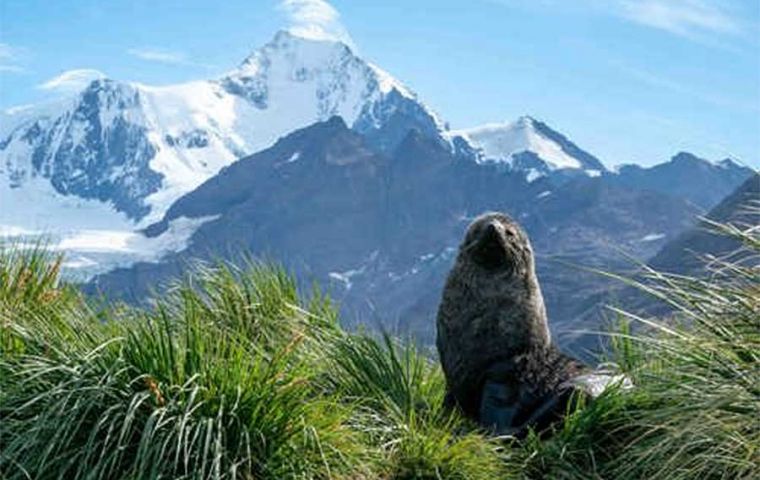 Fur seal in front of Mount Sugartop, South Georgia and South Sandwich Islands. Credit - Vicki Foster Insta @vicki.foster
