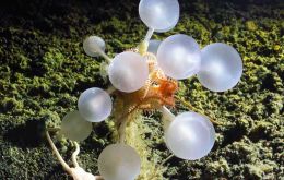 The death ball sponge and its neighbors are examples of how that approach can reveal species that would otherwise remain hidden in the dark.