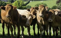 International bovine meat quotations remained broadly stable, while ovine meat prices increased