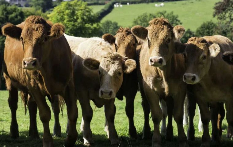 International bovine meat quotations remained broadly stable, while ovine meat prices increased