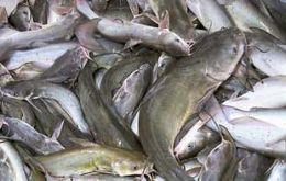 About 10 percent of catfish eaten in the United States comes from China