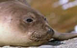 In South Georgia, new infections are being reported in southern elephant seals (Mirounga leonina), compounding losses of&nbsp;nearly 50%&nbsp;of breeding females since 2023. 