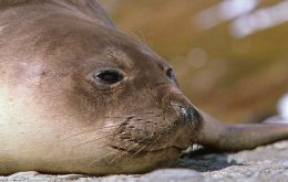 In South Georgia, new infections are being reported in southern elephant seals (Mirounga leonina), compounding losses of&nbsp;nearly 50%&nbsp;of breeding females since 2023. 