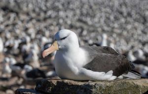 In the&nbsp;Falkland Islands, the world&rsquo;s two largest colonies of black-browed albatrosses  experienced recurrent HPA