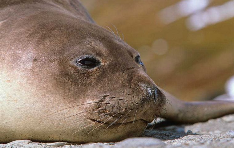 In South Georgia, new infections are being reported in southern elephant seals (Mirounga leonina), compounding losses of&nbsp;nearly 50%&nbsp;of breeding females since 2023. 
