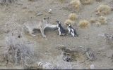 Lonely hunter pumas now operate in groups, given the abundance of penguins