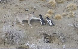 Lonely hunter pumas now operate in groups, given the abundance of penguins