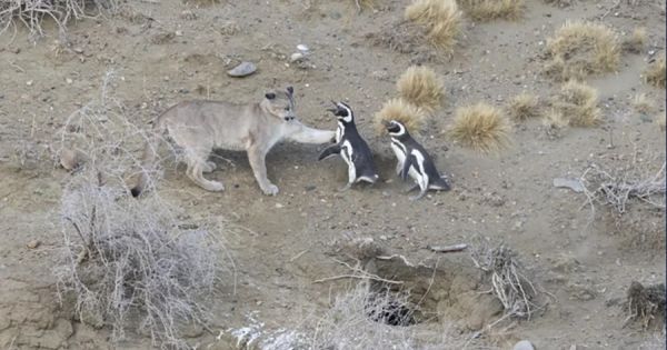 Pumas shift to eating penguins along Argentine coast