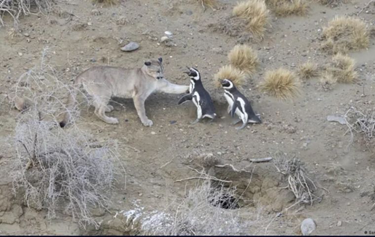 Lonely hunter pumas now operate in groups, given the abundance of penguins