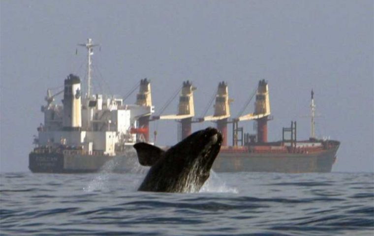 Whales communicate using a remarkable range of sounds, including moans, clicks, and songs that can travel hundreds of kilometers underwater. (pic NOAA)