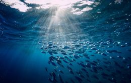 Among the immediate obligations, countries must conduct environmental impact assessments for planned activities beyond national jurisdiction