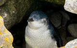  The Little Blue Penguin stands about 10-12 inches (25-30 cm) tall and weighs around 2.2 pounds (1 kg).