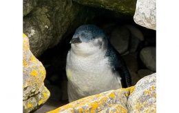  The Little Blue Penguin stands about 10-12 inches (25-30 cm) tall and weighs around 2.2 pounds (1 kg). Photo: Nyree Heathman