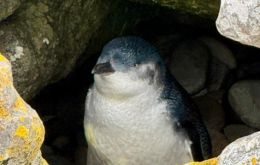  The Little Blue Penguin stands about 10-12 inches (25-30 cm) tall and weighs around 2.2 pounds (1 kg).