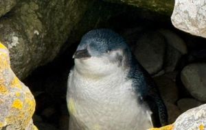  The Little Blue Penguin stands about 10-12 inches (25-30 cm) tall and weighs around 2.2 pounds (1 kg).