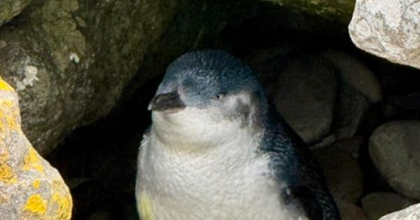 A fairy penguin in Falklands, a long way from home in New Zealand
