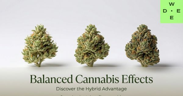 The Sweet Spot: How Hybrid Strains Deliver Balanced Effects for Everyday Life