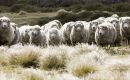43% of farms are accredited under the Responsible Wool Scheme (RWS) plus a small number of farms have organic certification with Australian Certified Organic