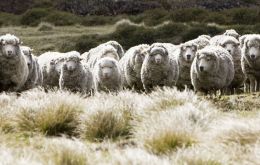 43% of farms are accredited under the Responsible Wool Scheme (RWS) plus a small number of farms have organic certification with Australian Certified Organic