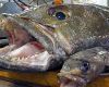 The South Georgia toothfish (Dissostichus eleginoides) fishery is a highly regulated, MSC-certified longline fishery