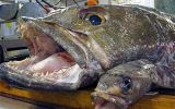 The South Georgia toothfish (Dissostichus eleginoides) fishery is a highly regulated, MSC-certified longline fishery
