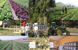  Organic farm “can better conventional farming”