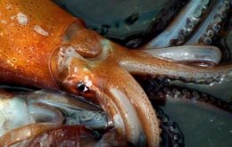 &ldquo;Squid being captured now is 20 centimeters long, 158 grams, mature and S and SS sizes,&rdquo; added the INIDEP official