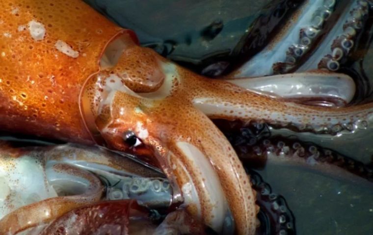 &ldquo;Squid being captured now is 20 centimeters long, 158 grams, mature and S and SS sizes,&rdquo; added the INIDEP official