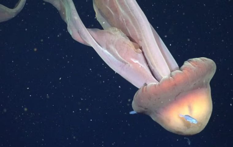 Researchers estimated the specimen&rsquo;s total length at roughly 11 meters, a scale described in outreach terms as comparable to a school bus