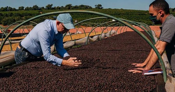 Brazil coffee exports fall 31% in January, Cecafé says