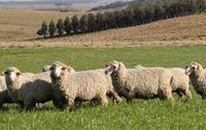 It is estimated that Uruguay&rsquo;s flock in two/three decades fell from over 22 million to just 6/5 million.