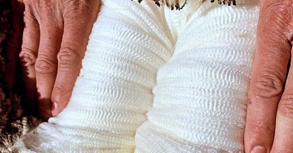 Dynamic market for RWS certified Merino wool in Uruguay