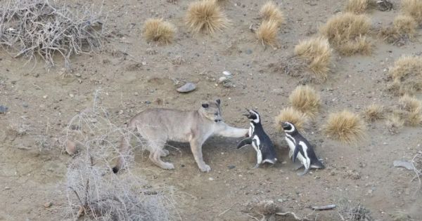 Patagonian pumas add penguins to their diet in unprecedented predator-seabird interaction