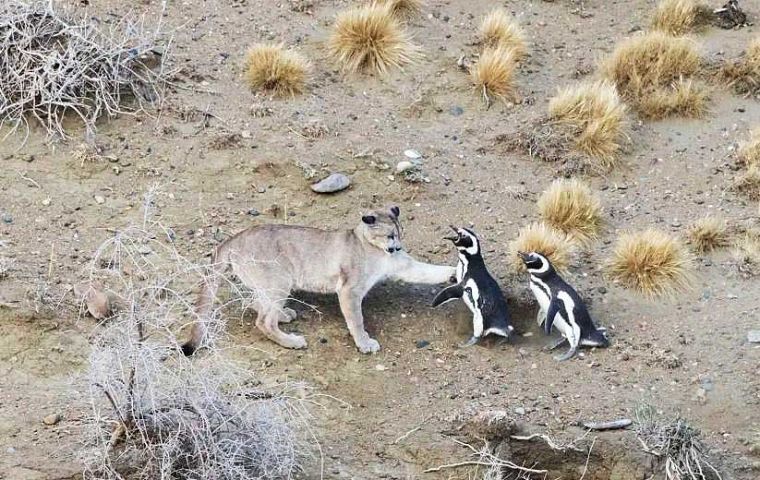 The dietary shift reflects a broader ecosystem transformation. Until the late twentieth century, the area was dominated by sheep ranching