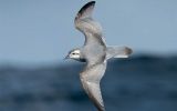 New Island is home to millions of seabirds, including the world&rsquo;s largest colony of Slender-billed Prions, a species of petrel found in the Southern Oceans. 