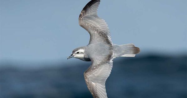 Falklands, Darwin Plus funds to restore ecosystem of ravaged New Island by invasive mammals