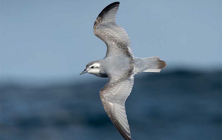 New Island is home to millions of seabirds, including the world&rsquo;s largest colony of Slender-billed Prions, a species of petrel found in the Southern Oceans. 