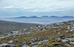 The proposed reserves are located on land owned by the Falklands Islands Government (FIG), Falklands Conservation, or other private landowners. 