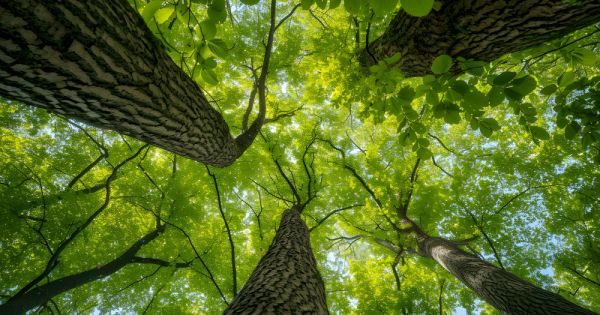 Paraguay expects over US$1 billion in Singapore carbon credit investments