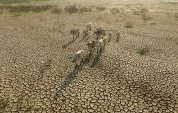 The effects on production systems are pervasive. Livestock suffer digestive and cardiovascular failures, with a significant reduction in milk output and protein content