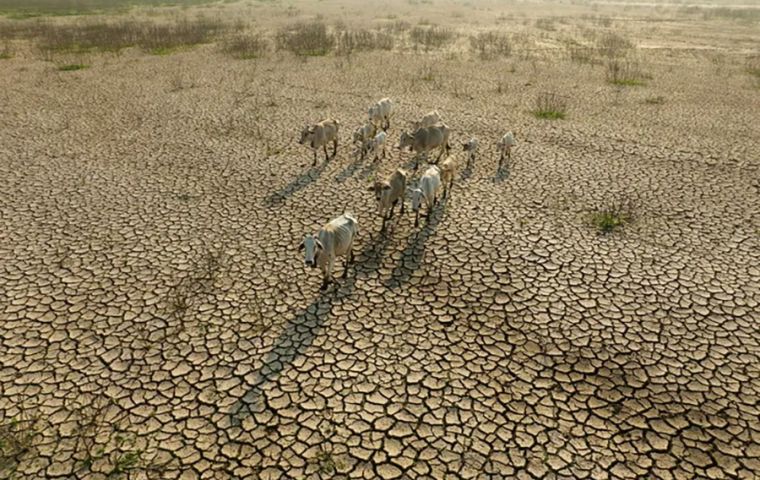 The effects on production systems are pervasive. Livestock suffer digestive and cardiovascular failures, with a significant reduction in milk output and protein content