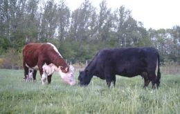Hereford and Aberdeen Angus the most extended breeds