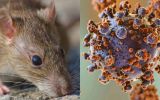 Hantavirus shows a reduced capacity to mutate compared with other pathogens such as influenza or coronaviruses