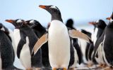 The northern Gentoo, or Pygoscelis papua, lives on the Falkland and Martillo Islands of South America. These penguins thrive in the warmer and saltier waters north of the polar front