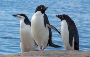 Ad&eacute;lie, chinstrap and Gentoo penguins shifted their breeding seasons earlier in the year by almost two weeks, on average, over the past decade. Gentoos showed the fastest shift.
