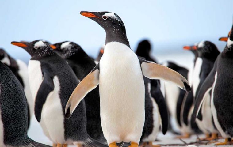 The northern Gentoo, or Pygoscelis papua, lives on the Falkland and Martillo Islands of South America. These penguins thrive in the warmer and saltier waters north of the polar front