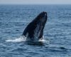 Humpback whales observation show they moved between Australia and Brazil, the longest travel distance ever