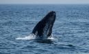 Climate change's effects on ocean sea ice and prey locations could be altering or influencing whales' movement patterns Image: Joseph Prezioso/Anadolu/picture alliance